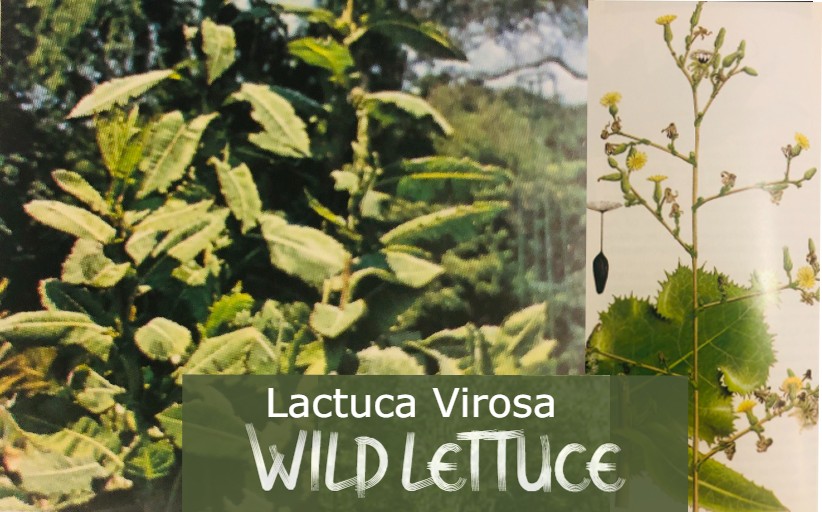 WILD LETTUCE - Lactuca Virosa.jpg